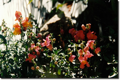 1993 garden - snapdragons